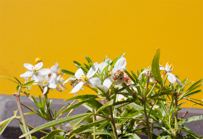 Image of flowers at Ascot Road Community Free School