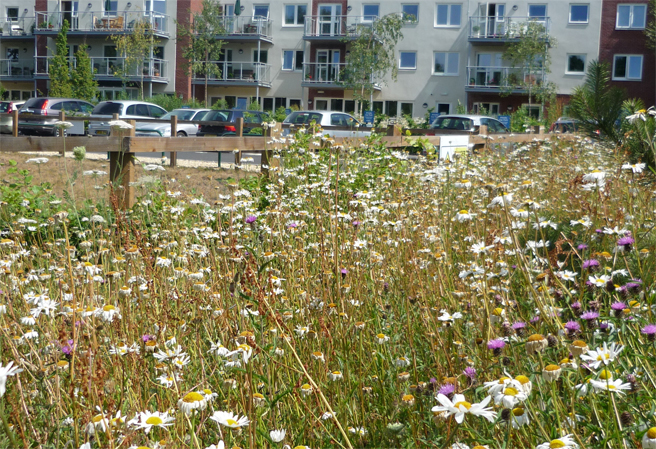 Image of planting at Mount Street residential development