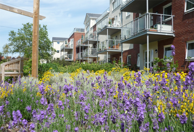 Resident gardens at Mount Street