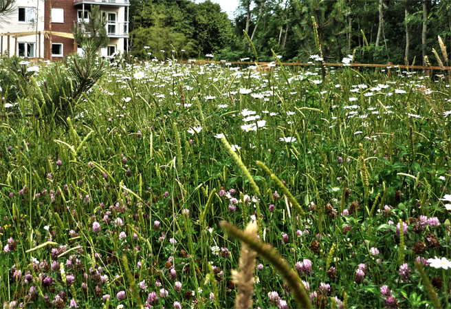 Image of wildflowers at Mount Street development