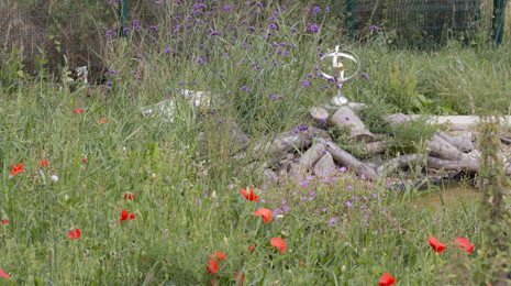 Image of wildflowers and insect habitat at Orchard Primary School