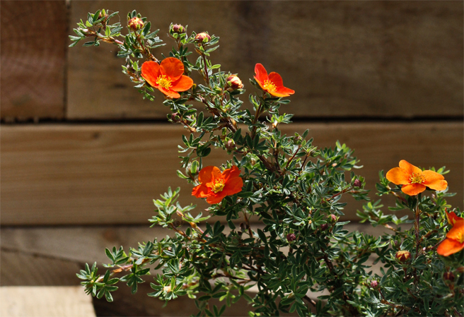 Image of flower at Jupiter School