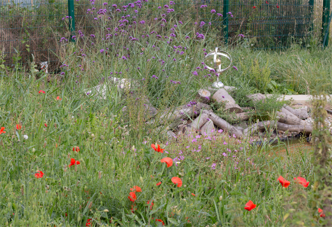 Image of wildflowers and insect habitat at Orchard Primary School